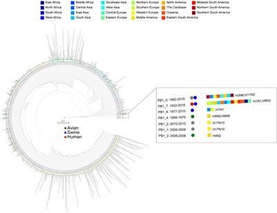 Reassortment Network of Influenza A Virus